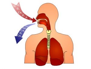 λειτουργία του Αναπνευστικού συστήματος